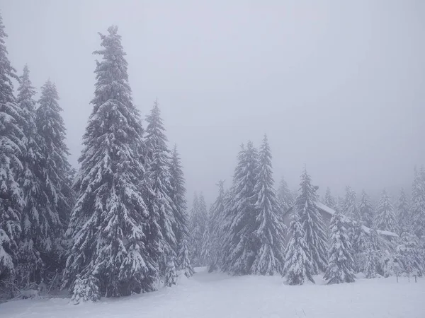 Όμορφο Δάσος Χειμώνα Χιονισμένα Δέντρα — Φωτογραφία Αρχείου