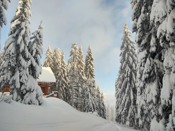 Bela Floresta Nevada Com Casa Madeira Inverno — Fotografia de Stock