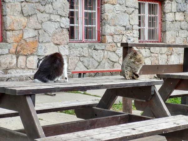 Gatos Sentados Mesa Madeira — Fotografia de Stock
