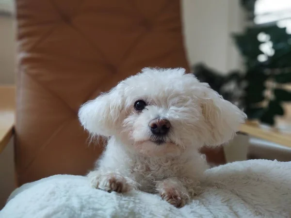 Evdeki Yastıktaki Sevimli Tüylü Köpek — Stok fotoğraf