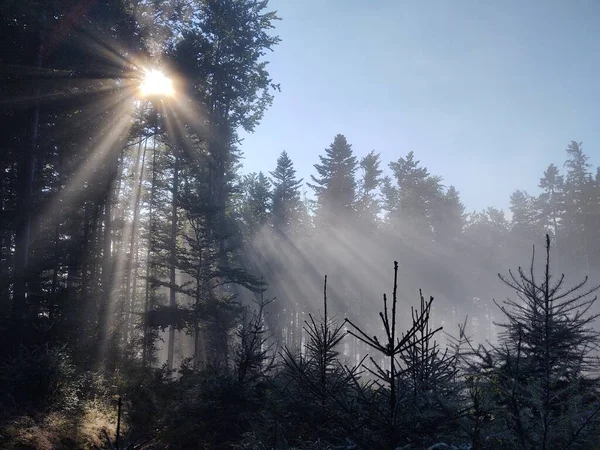 Bela Paisagem Com Uma Floresta Montanha Fundo Natureza — Fotografia de Stock