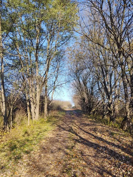 Caminho Através Floresta Campo — Fotografia de Stock