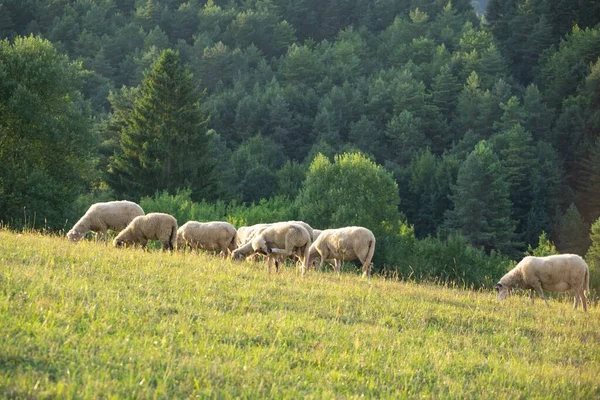 成群的羊在山上的草地上吃草 — 图库照片