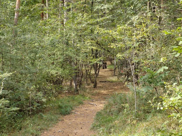 Sentiero Nella Bellissima Foresta Verde — Foto Stock