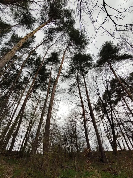 Krásný Les Jaře — Stock fotografie