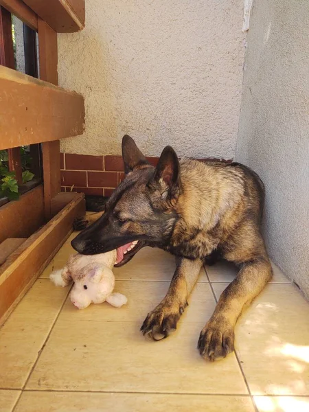 German Shepherd Dog Toy House — Stock Photo, Image