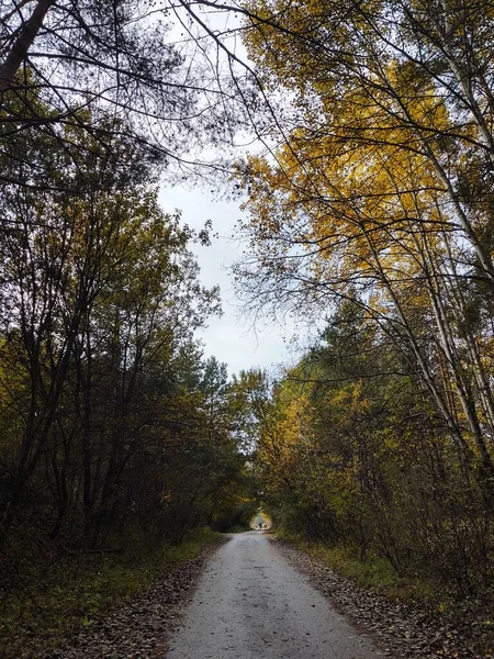 秋天森林里的路在白天 — 图库照片