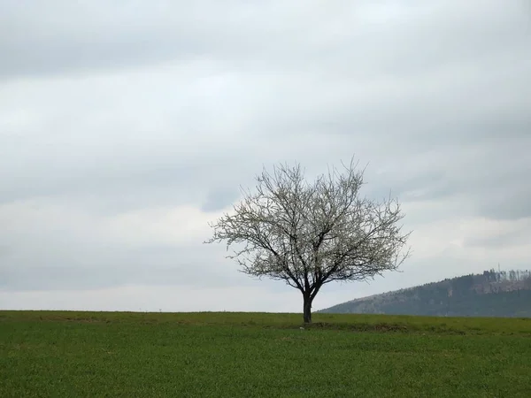 Beau Paysage Printanier Ciel Nuageux — Photo