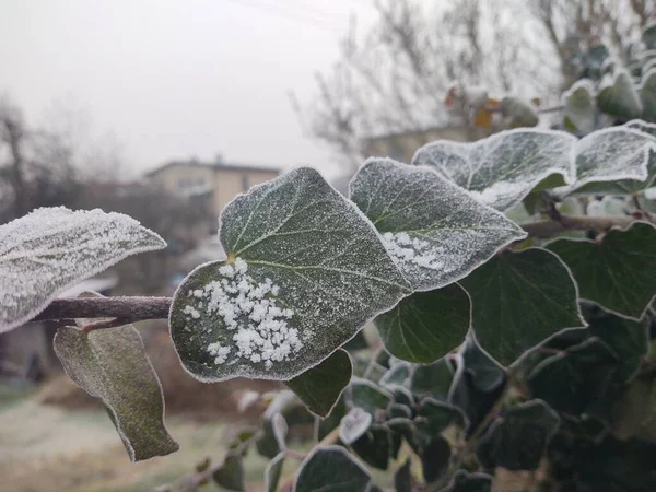 Zielone Liście Śniegiem Zimą — Zdjęcie stockowe