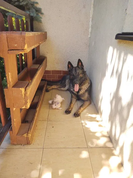 Schäferhund Mit Spielzeug Der Nähe Von Haus — Stockfoto