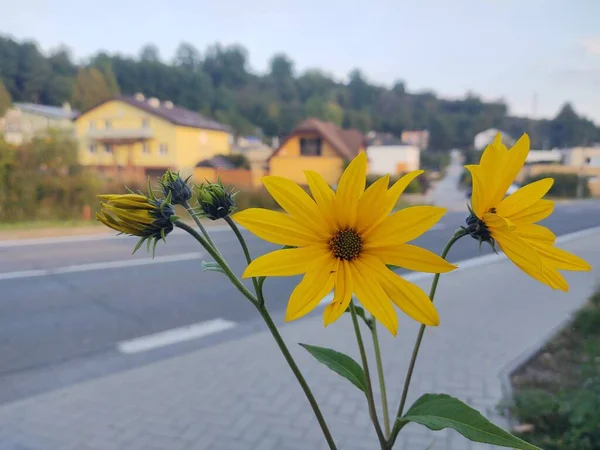 道路の近くの美しい黄色の花 — ストック写真