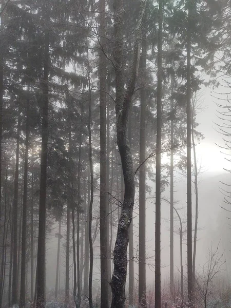 Bela Floresta Inverno Com Árvores Nevoeiro — Fotografia de Stock