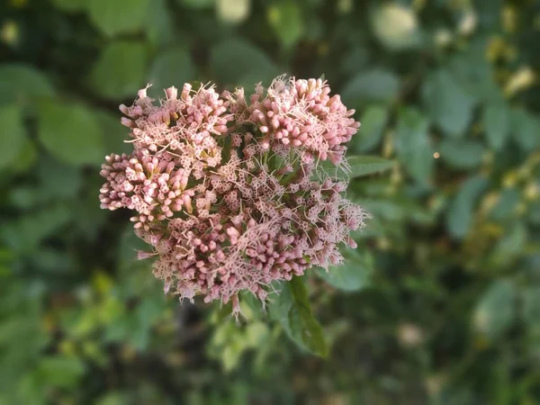 緑の背景にピンクの花のクローズアップ — ストック写真