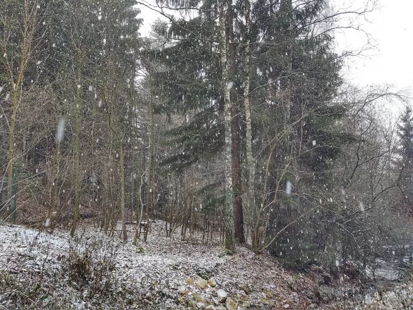 Bella Foresta Invernale Con Neve — Foto Stock