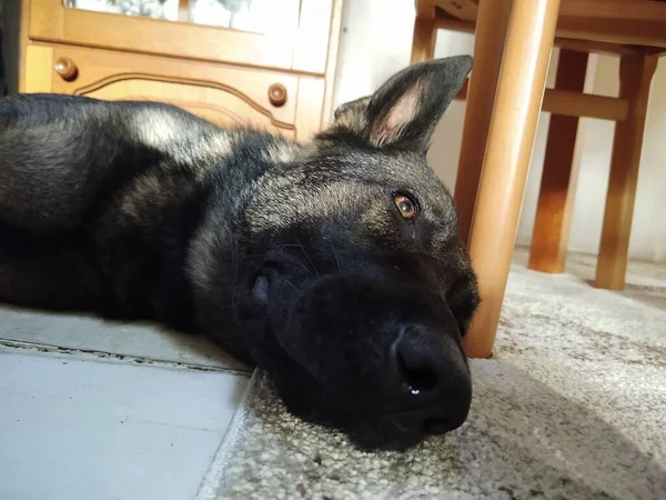 Σκύλος Ξαπλωμένος Στο Πάτωμα Στο Σπίτι — Φωτογραφία Αρχείου