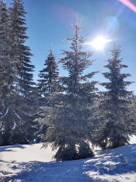 Beautiful Mountain Winter Landscape Forest — Stock Photo, Image