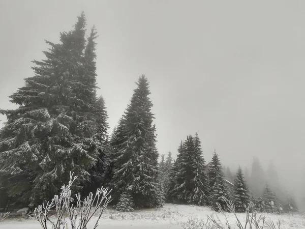 Vacker Vinterskog Med Träd Och Dimma — Stockfoto