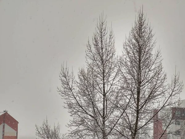 Bulutlu Kış Gününde Ağaçlar Var Şehirde — Stok fotoğraf