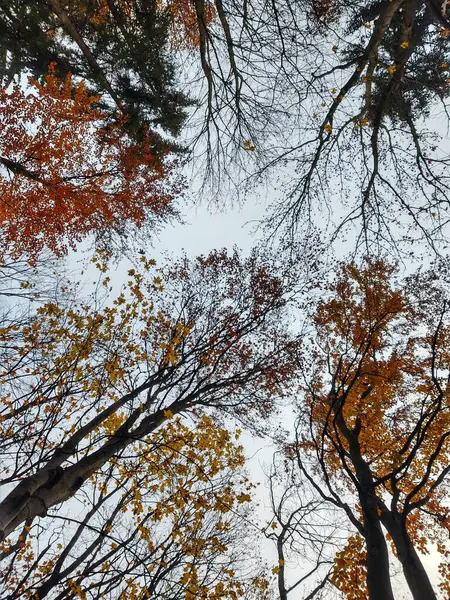 Belle Forêt Montagne Avec Des Arbres Colorés Saison Automne — Photo
