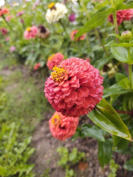 Schöne Botanische Aufnahme Mit Blumen Natürliche Tapete — Stockfoto