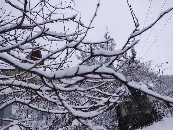 Verschneite Äste Winter — Stockfoto