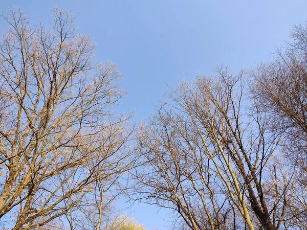 Árboles Fondo Del Cielo Primavera —  Fotos de Stock