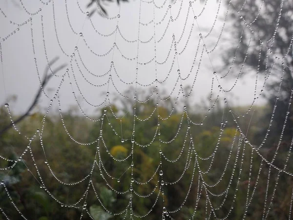 Spinnennetz Wald Aus Nächster Nähe — Stockfoto