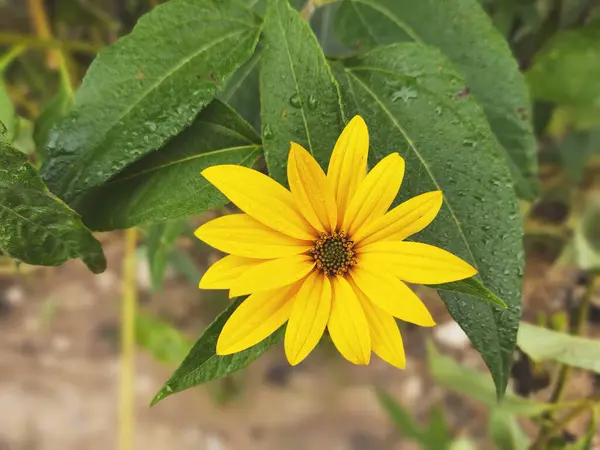 Flor Amarilla Jardín Verde —  Fotos de Stock