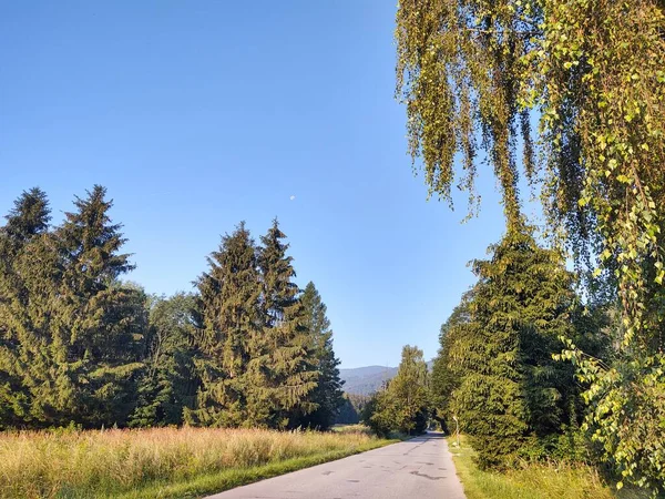 Asphaltstraße Bergwald — Stockfoto