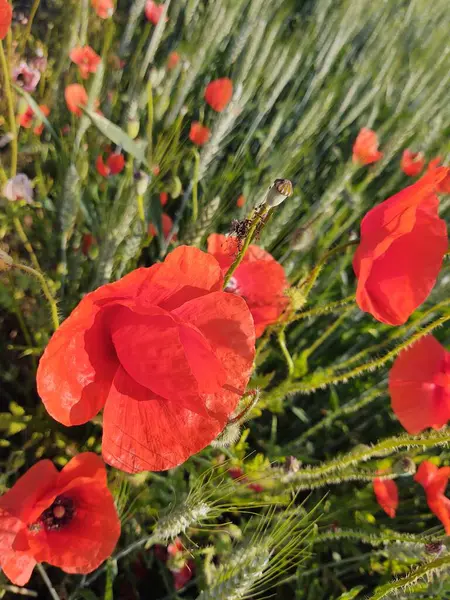 Beaux Coquelicots Sur Terrain Sur Fond Nature — Photo