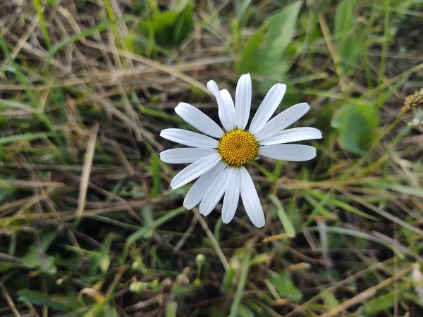 Biały Stokrotka Kwiat Ogrodzie Tle Natury — Zdjęcie stockowe