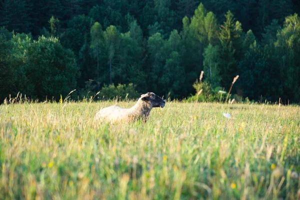 Schafe Weiden Auf Der Bergwiese — Stockfoto