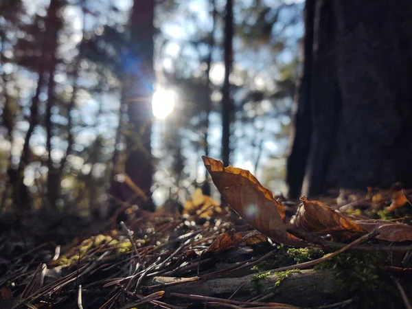 Fallendes Herbstlaub Wald — Stockfoto