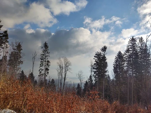 Bela Paisagem Montanhosa Com Floresta Estação Inverno — Fotografia de Stock