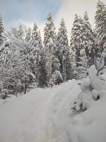 Bella Foresta Innevata Inverno — Foto Stock