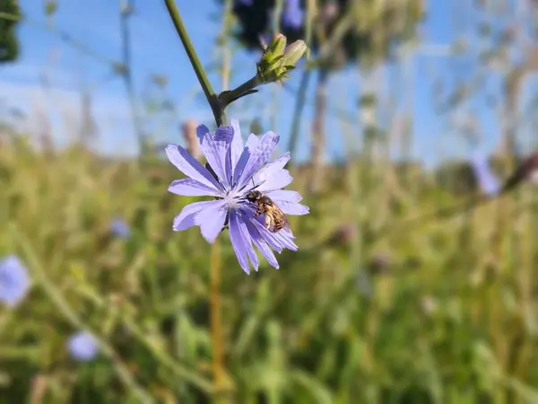 Vacker Lila Blomma Äng — Stockfoto