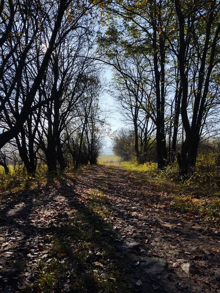 Caminho Através Floresta Campo — Fotografia de Stock