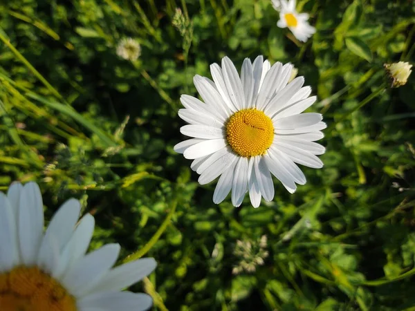 Daisy Kwiaty Zielonym Polu — Zdjęcie stockowe