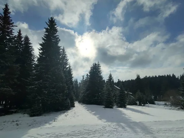 Hermoso Paisaje Invierno Con Bosque — Foto de Stock