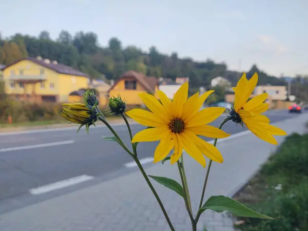 Piękne Żółte Kwiaty Pobliżu Drogi — Zdjęcie stockowe