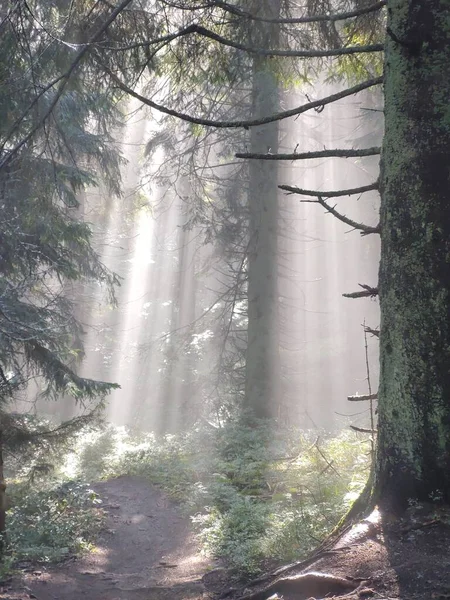 Bela Floresta Manhã Fundo Natureza — Fotografia de Stock
