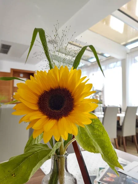 Hermoso Girasol Amarillo Cerca — Foto de Stock