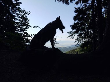 Ormandaki Alman çoban köpeği doğa arka planında