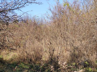 Ormanda kuru ağaç dalları