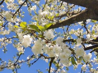 Bahar mevsiminde ağaç dallarında çiçek açan güzel beyaz çiçekler.