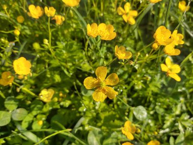 yeşil alana sarı çiçek 