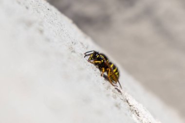 Yaban arısının arkasını taş zeminde kapat