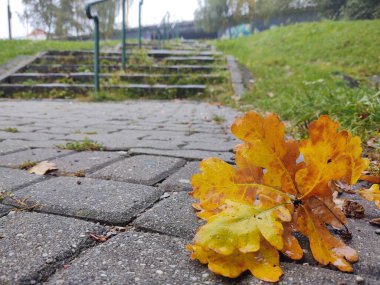 Parkta renkli sonbahar yaprakları