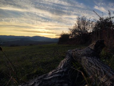 Gün batımında yeşil alanda devrilmiş bir ağaç