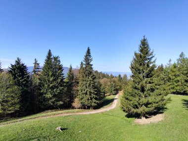 dağ orman ile güzel manzara